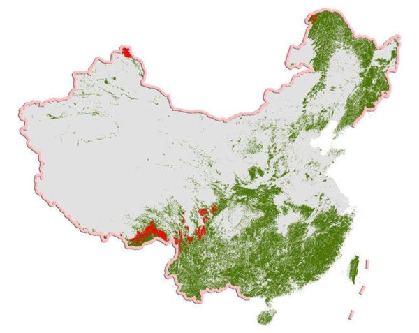 中国森林覆盖率提高了吗?