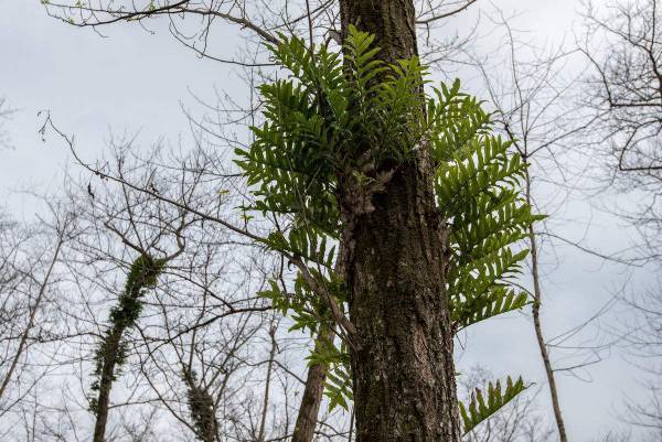 所属:蕨类植物门蕨纲真蕨目槲蕨科槲蕨属