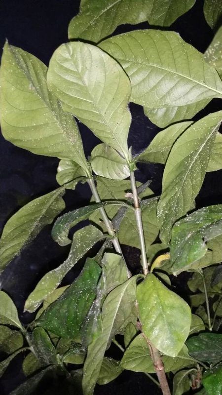请问栀子花叶子上全是小白虫.受什么虫子害了.怎么杀除.谢谢.一大片.