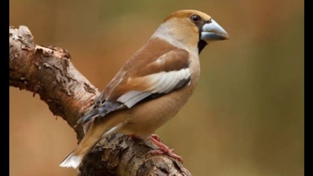 锡嘴雀叫声(铁嘴蜡子 锡蜡 嘴雀 老锡子叫声 老西子叫声)视频欣赏