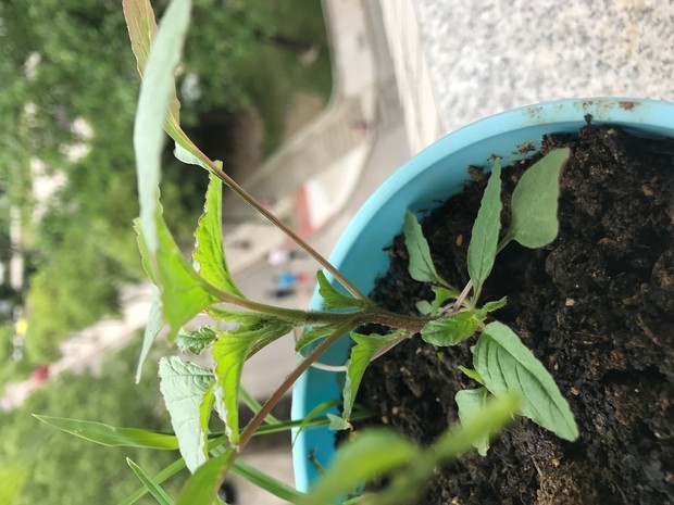 红色的叶茎,茎上带点绒毛,叶片较大,边缘有点红,不知道是什么植物