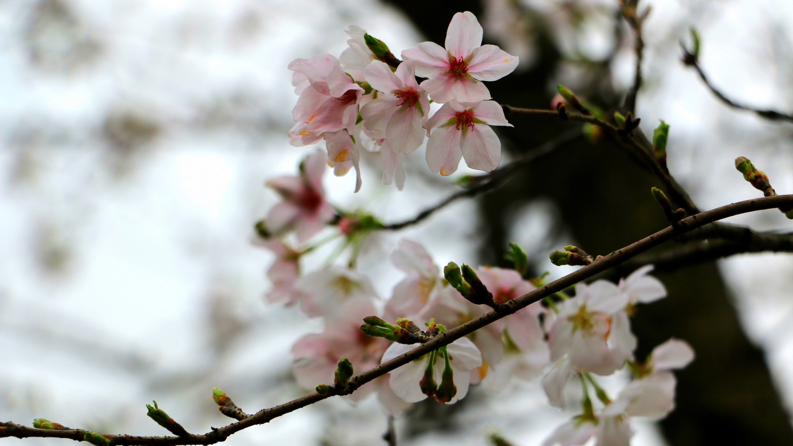 娇艳桃花花卉桌面壁纸[图7]