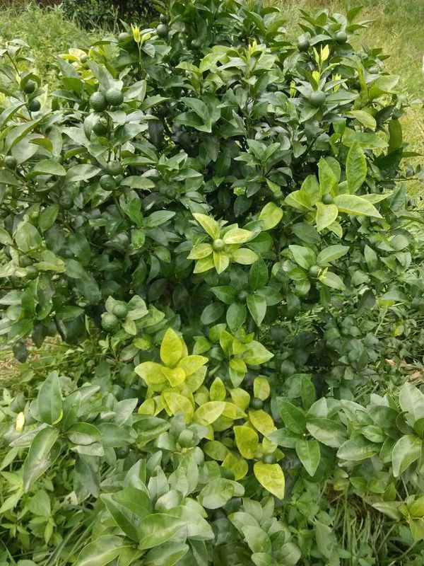 请问各位有种植技术的朋友们,沙糖桔黄叶是什