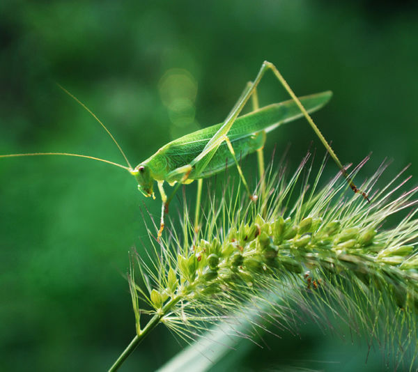 织布娘属于什么科什么目