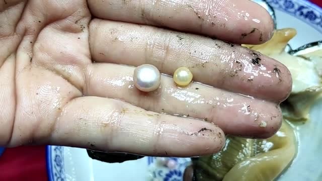 开蚌取珍珠,10000个蛤蜊中才有一颗完美珍珠,打造一副耳环