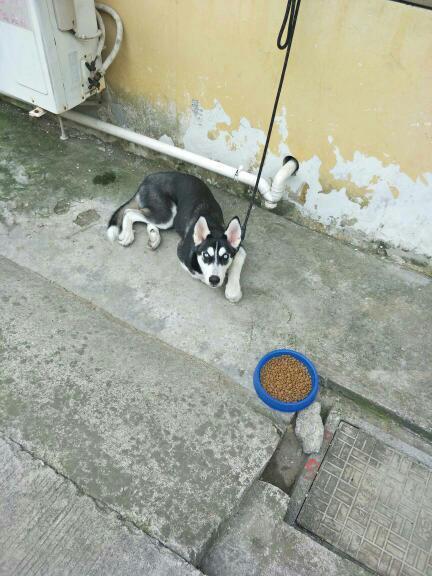 这是什么狗,看起来傻里吧唧的