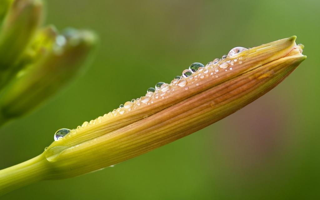 传统蔬菜黄花菜[图10]