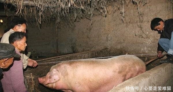 猪肉有多少斤
