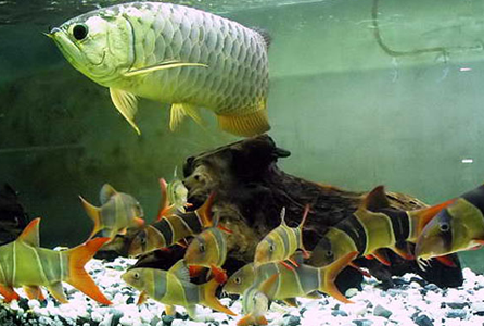 龙鱼受惊怎么办 受外因和内因的影响