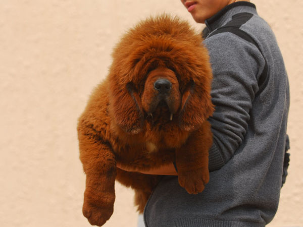 人们喜欢黑亮艳丽的铁包金颜色,于是藏獒就有了罗威纳的血统.