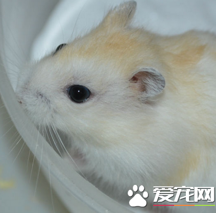 布丁仓鼠怎么训练 如何训练布丁仓鼠