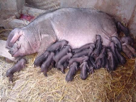 哪里有卖太湖,和长太二元母猪的