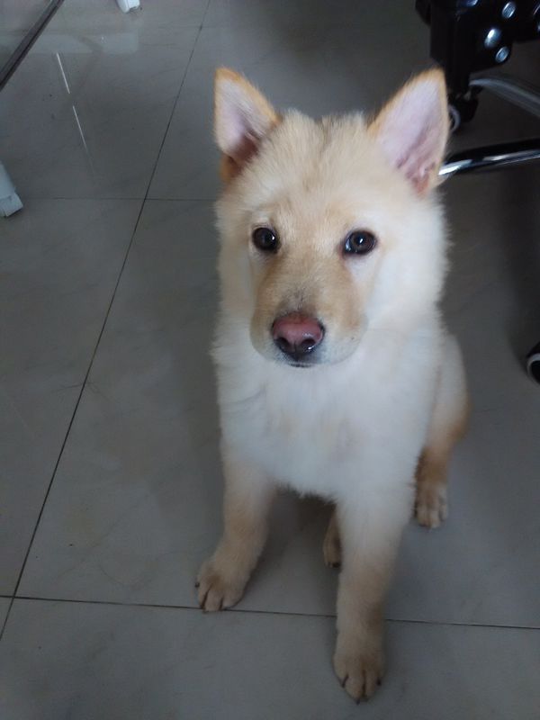 很想知道我养的是什么犬,有人说是金毛跟萨姆的串串,小时候觉得像