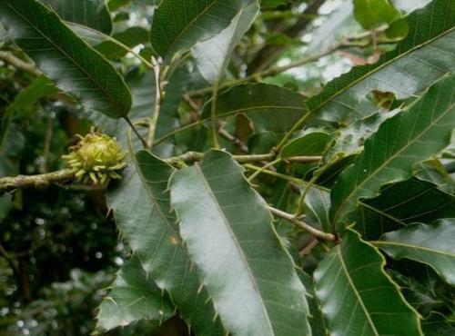 青杠树种果子能食用吗_360问答