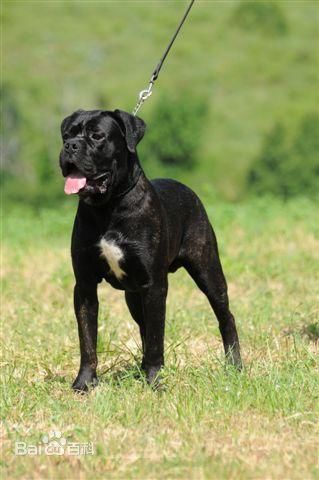 中文学名 卡斯罗犬 拉丁学名  canis lupus familiaris  界 动物界 门