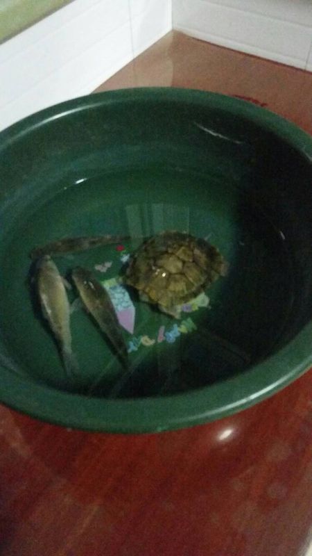 这样乌龟和鱼放一起养可以吗?