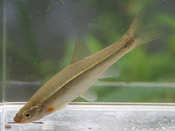 这是什么鱼,山涧中抓的