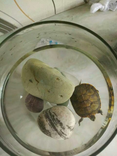 我的小乌龟好像感冒了,打喷嚏,吃东西也不行了