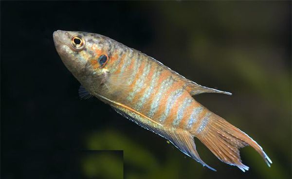 有鳞腮上有一个绿点背鳍个尾巴一样长尾巴像剪刀是什么鱼