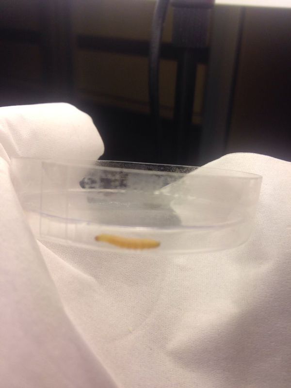 家里天花板上爬了很多这种蛆虫,恶心死了,这到底是