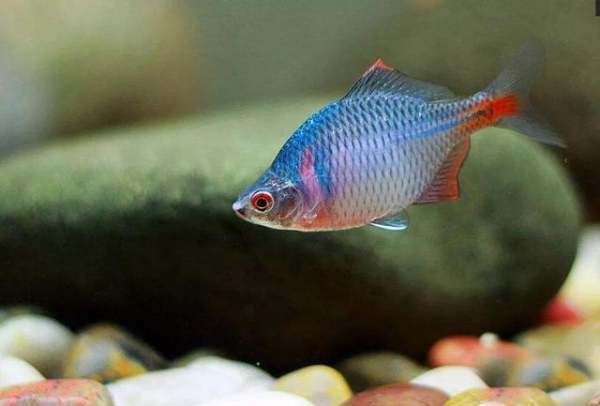 鳑鲏鱼可以吃吗