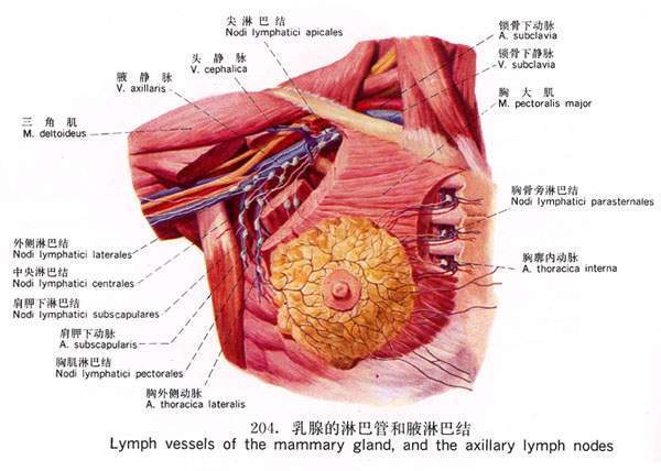女性胸腺位置图片图片