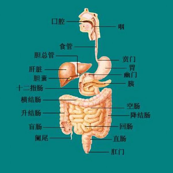 肠胃图片位置示意图图片