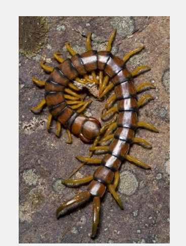 看到蜈蚣预示什么