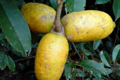 根,茎有清热利尿,通经活络,止血止带作用,其果实,果皮有疏肝补肾,理气