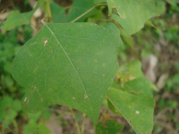 小树,叶子像不规则菱形,从大树摘下的果实球形,老后三开裂,白色,问树