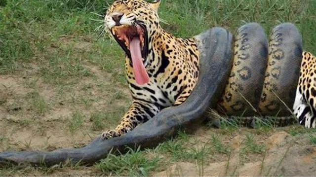 豹子大战5米巨蟒,上去一口咬住 蟒蛇脑袋,突然意外出现了