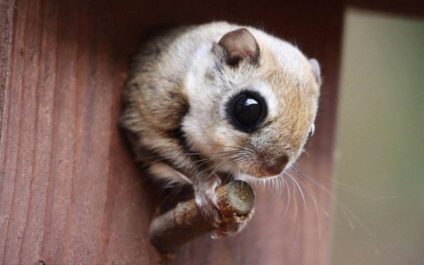 想养一只小飞鼠.从多大开始养好啊,3个月开始养