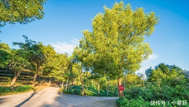 普洱茶怎么不是普洱的