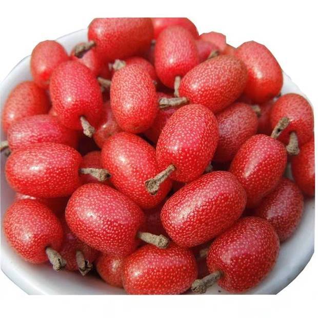 杨奶果施什么肥好,野生的有必要种吗?