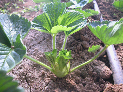 草莓的新幼株长什么样(要图片)