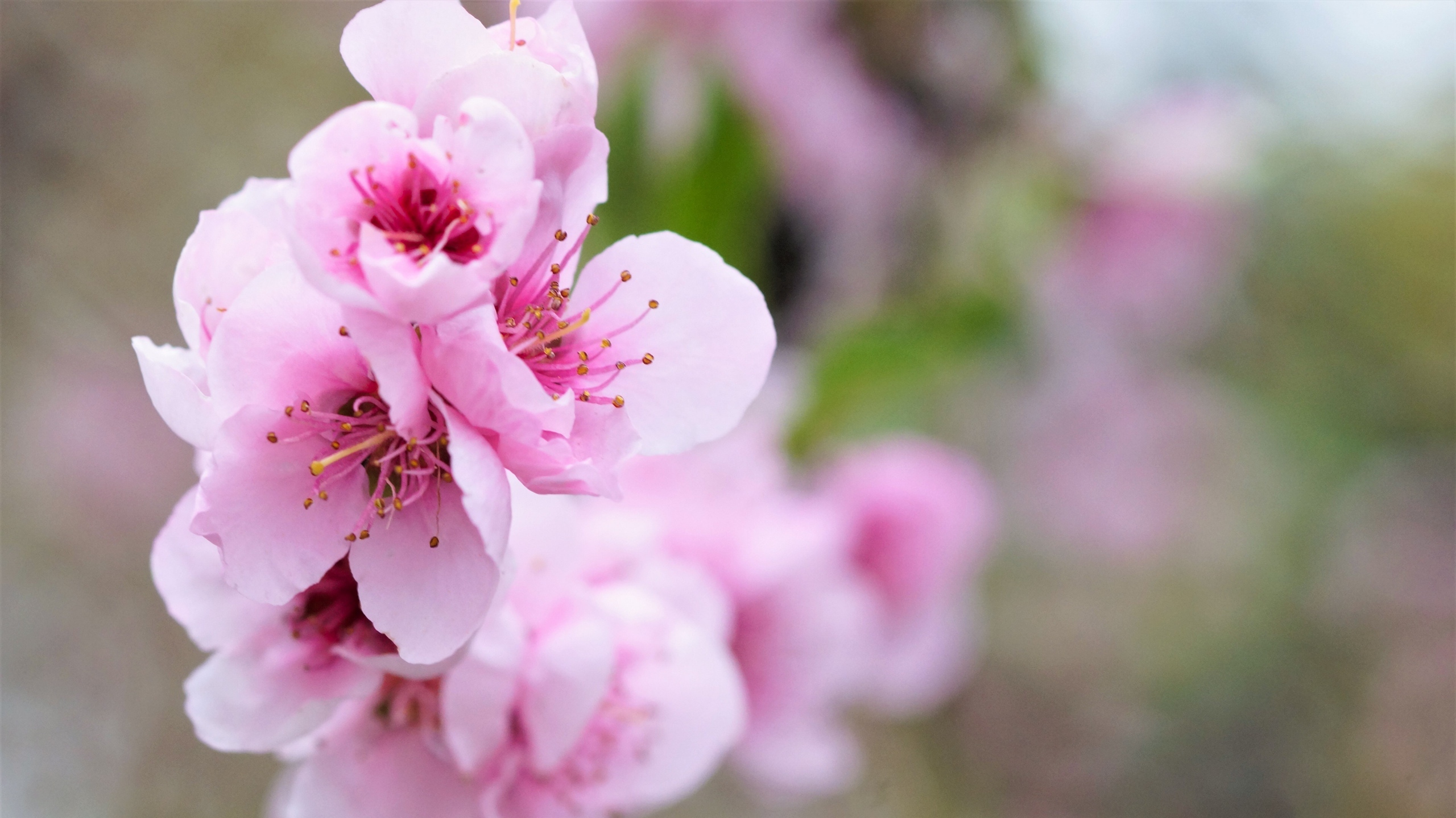 娇艳桃花花卉桌面壁纸[图9]