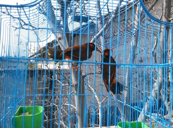 这是什么鸟?黄嘴黄脚,眼睛后面有一椭圆形的黄