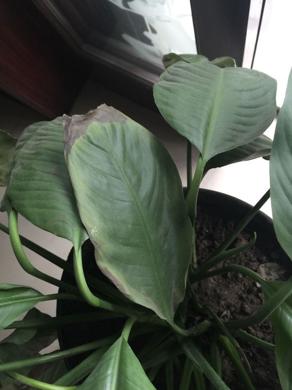 一帆风顺,一直是蔫儿了吧唧,也不知道是什么原