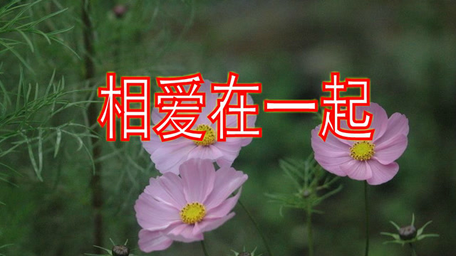 好听极了,一曲《相爱永远在一起》听了还想听,分享给你!