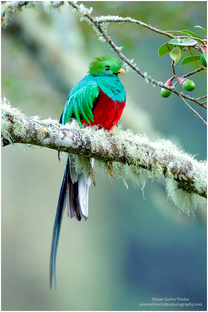 中国的国鸟是什么