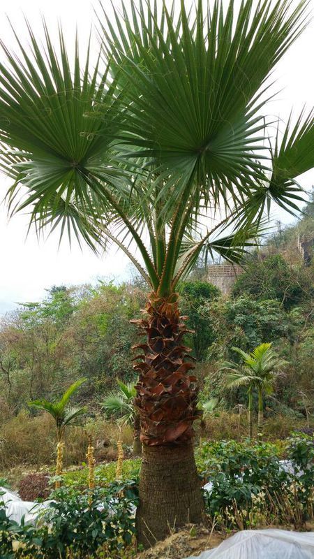 请问这是蒲葵还是老人葵?