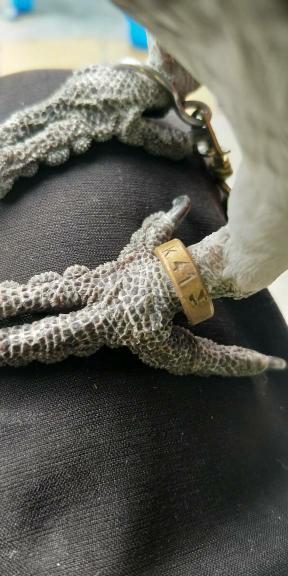 前几天在马路上捡了一只灰鹦,各位大神帮我看看脚环什么意思啊?