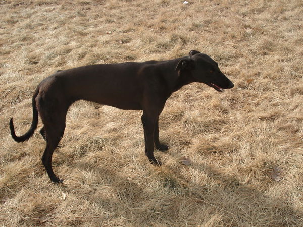 是纯的吗,谢谢!