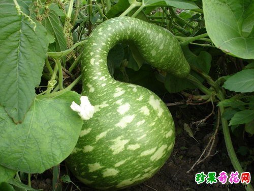 不是,你的是望江南的种子