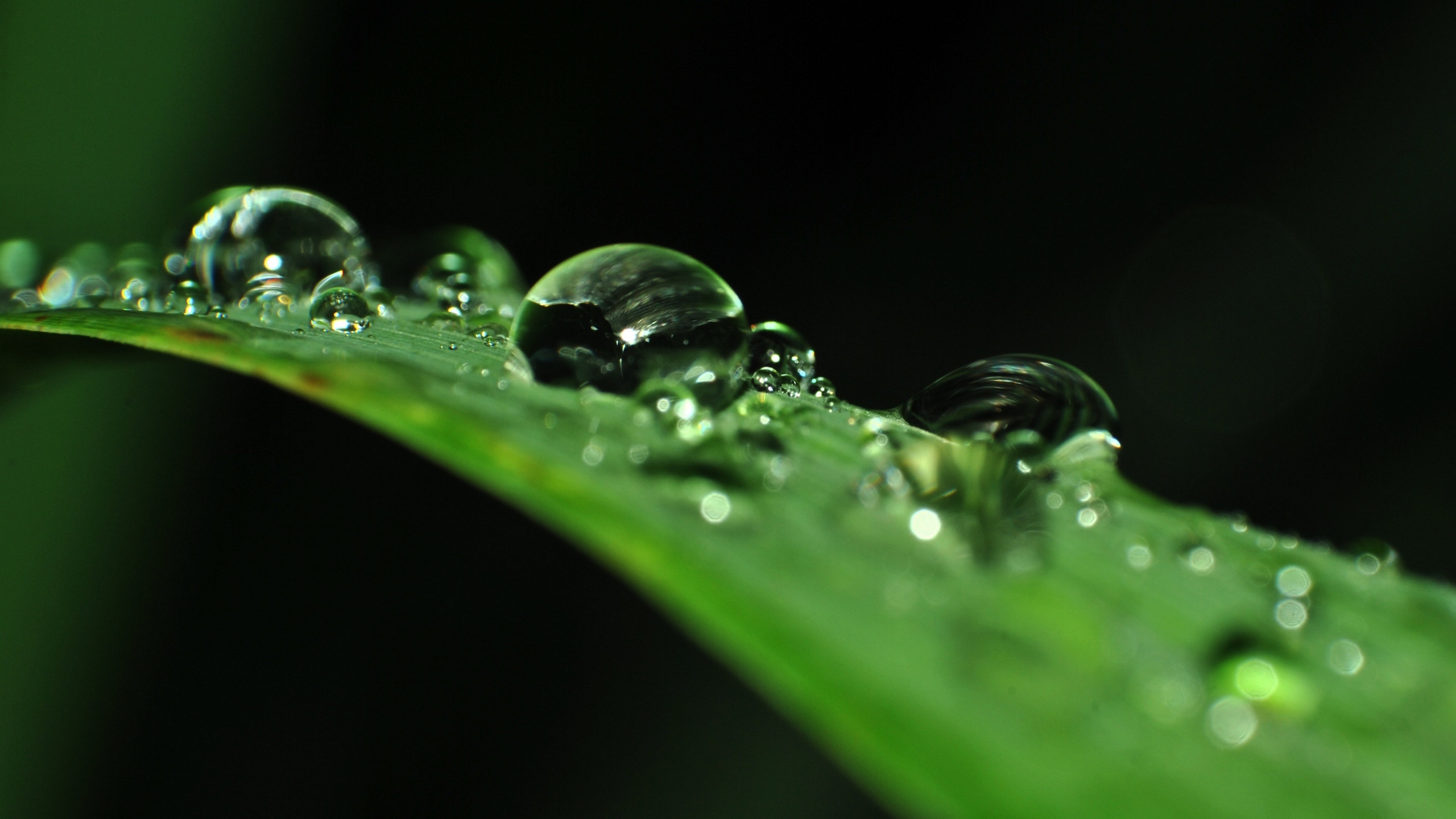 挂着水滴植物绿叶图片[图9]