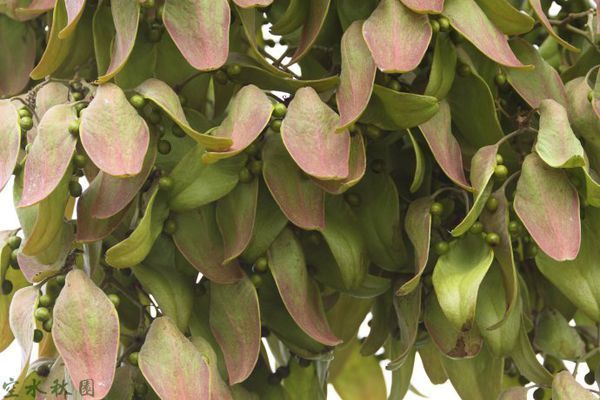 我们方言叫他桐麻果树.果子炒熟了很好吃,很香.