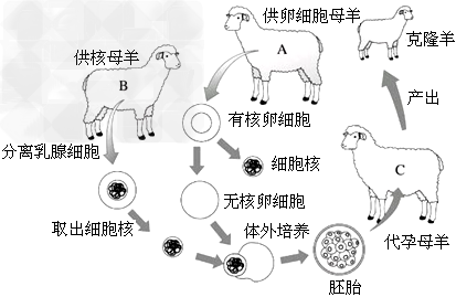 下图是世界上第一只克隆羊"多莉"的培育过程示意图.