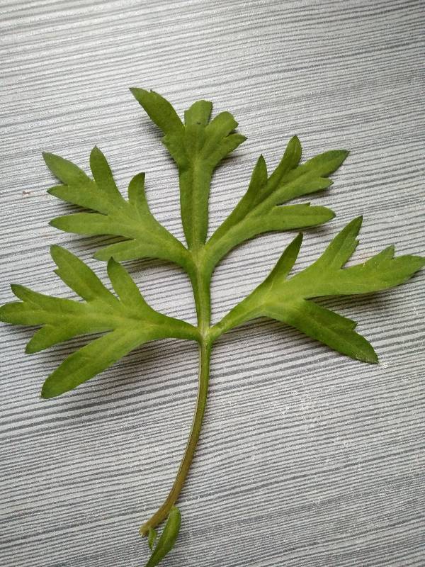 请问图中是不是艾草?听说有一种豚草有毒性,外形跟艾草相似.谢谢.