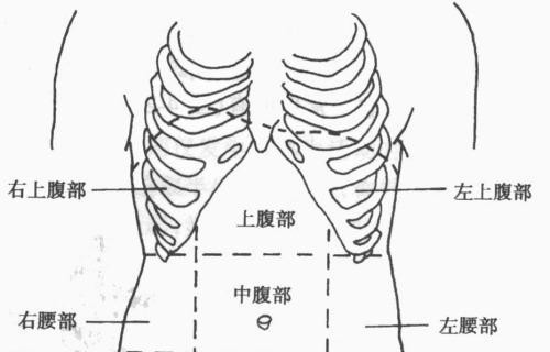 左右季肋部在人体什么部位 右季肋部的位置图 柏然网