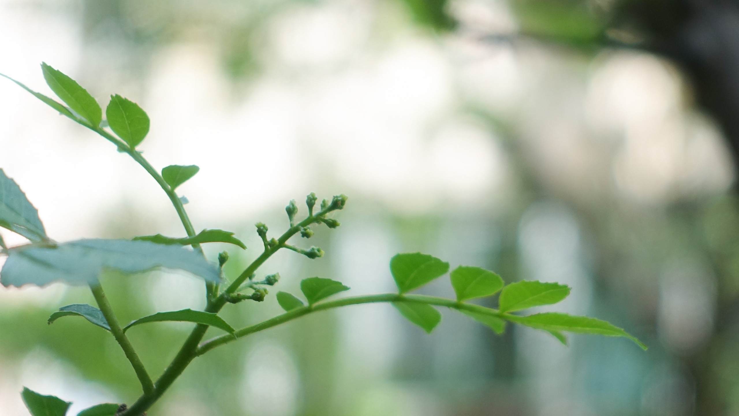 植物绿叶嫩芽图片[图1]